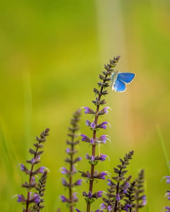 a blue erfly sitting on top of a purple flower