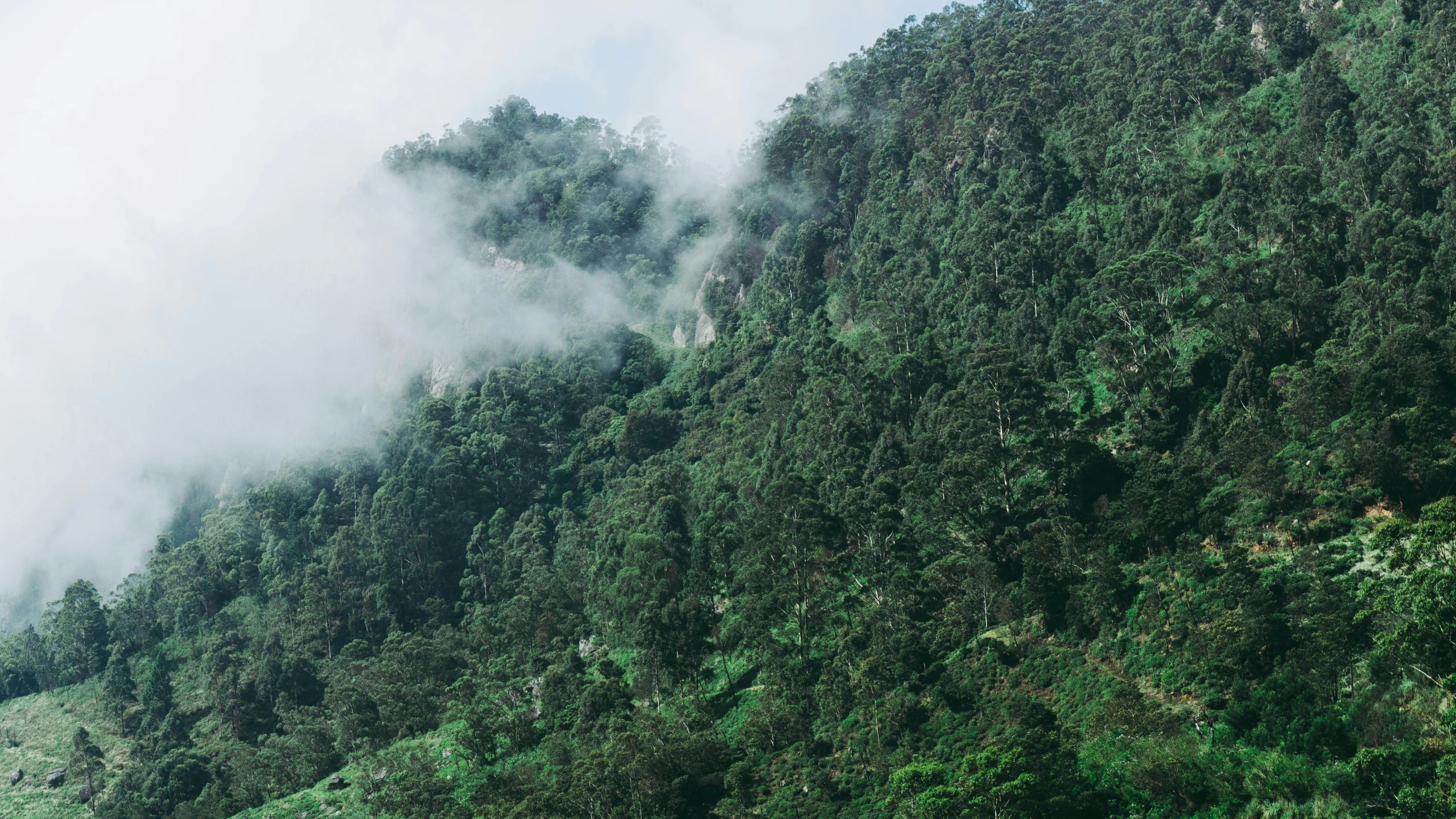 a mountain side with some very tall trees