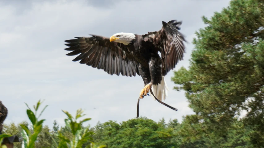 an eagle is flying over the tree line and its prey