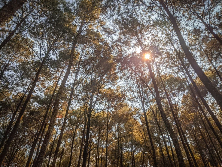 a po looking upward into the trees of a forest