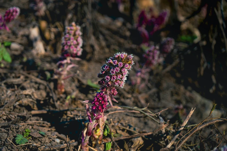 small purple flowers are growing near some dirt