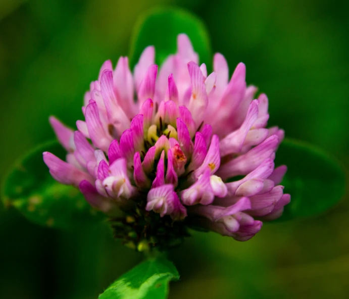 a small pink flower with lots of leaves