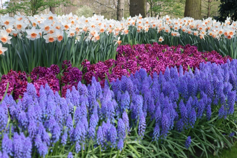 large assortment of colorful flowers in flower garden area