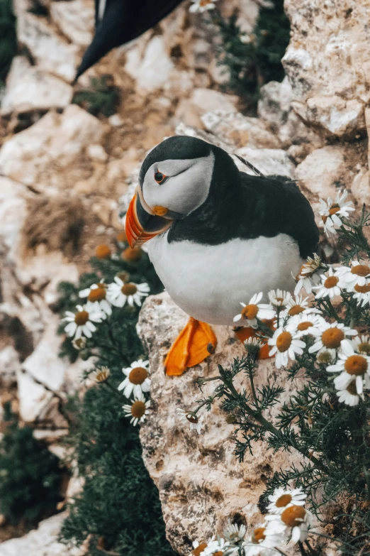 a puffatite perched on a rocky outcrop with daisies in its mouth