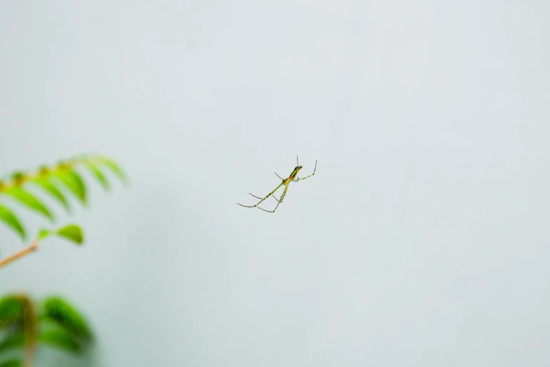 an insect sits on the corner of a leaf