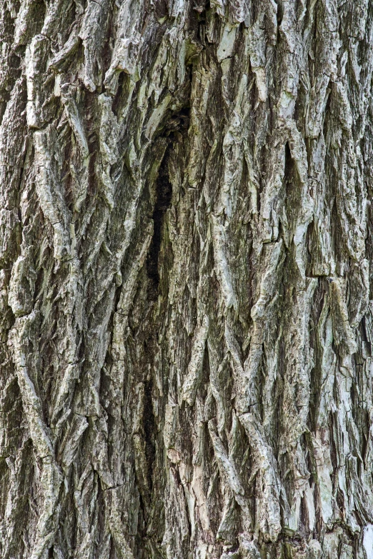 close up of the bark of a tree