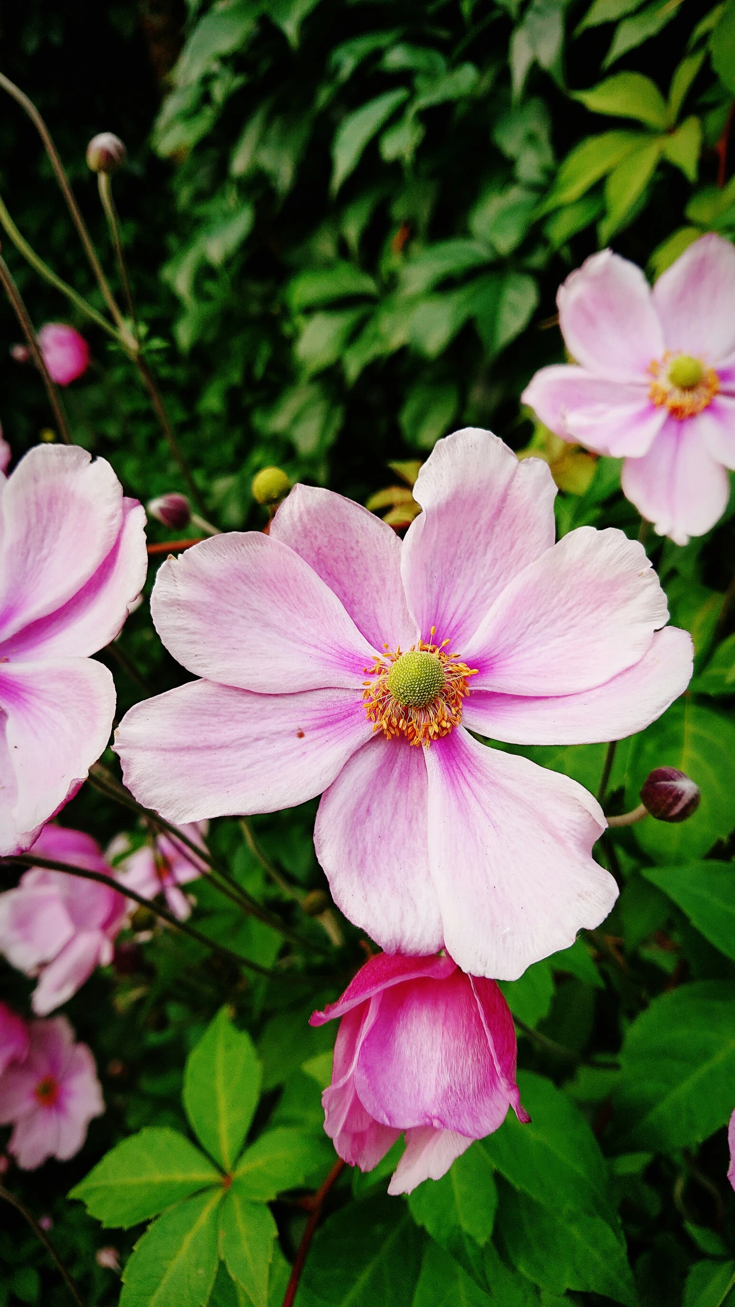 several pink flowers growing in a garden with green foliage