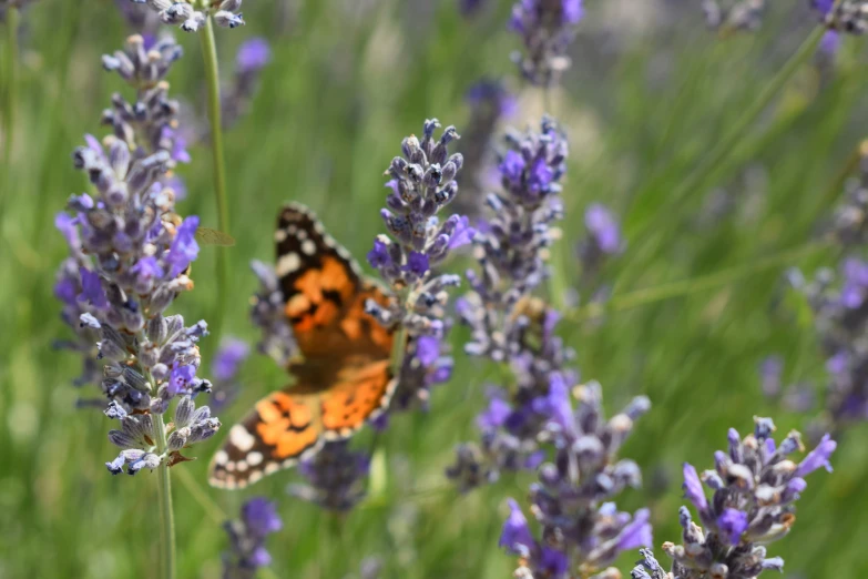 there is a erfly standing on a flower