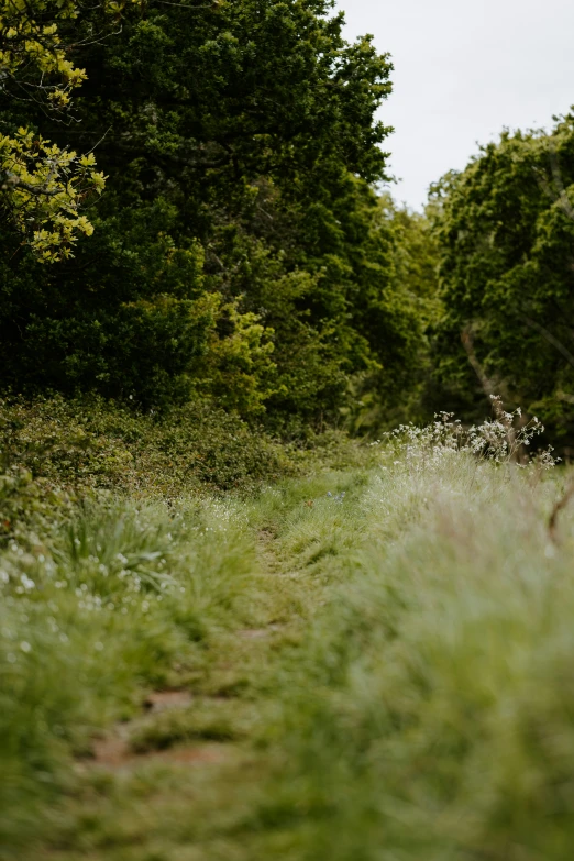 a narrow trail is lined with grass and trees