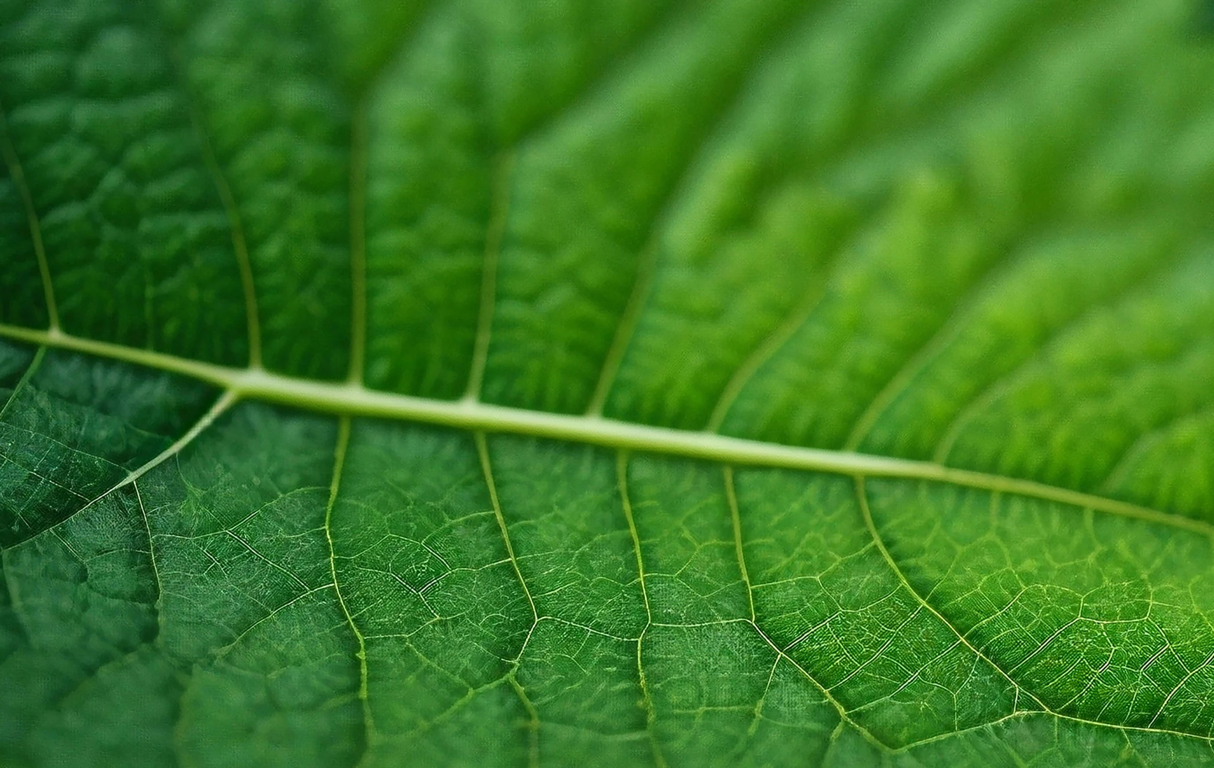 green leaf is showing some sort of structure