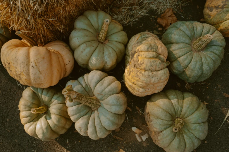 a group of small pumpkins next to some hay