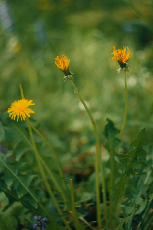 two yellow wildflowers stand together in the grass