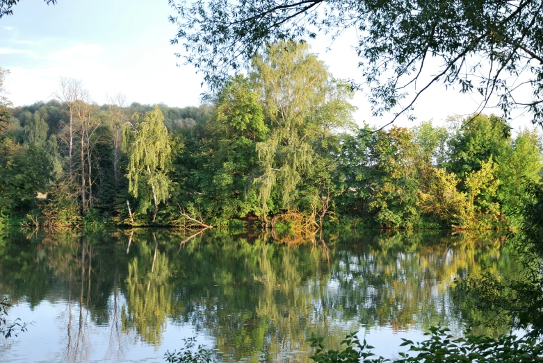 an expanse of water surrounded by lots of trees