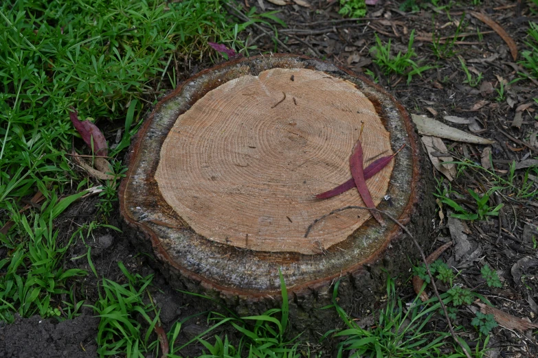 a tree stump sitting on the ground with a cross on it