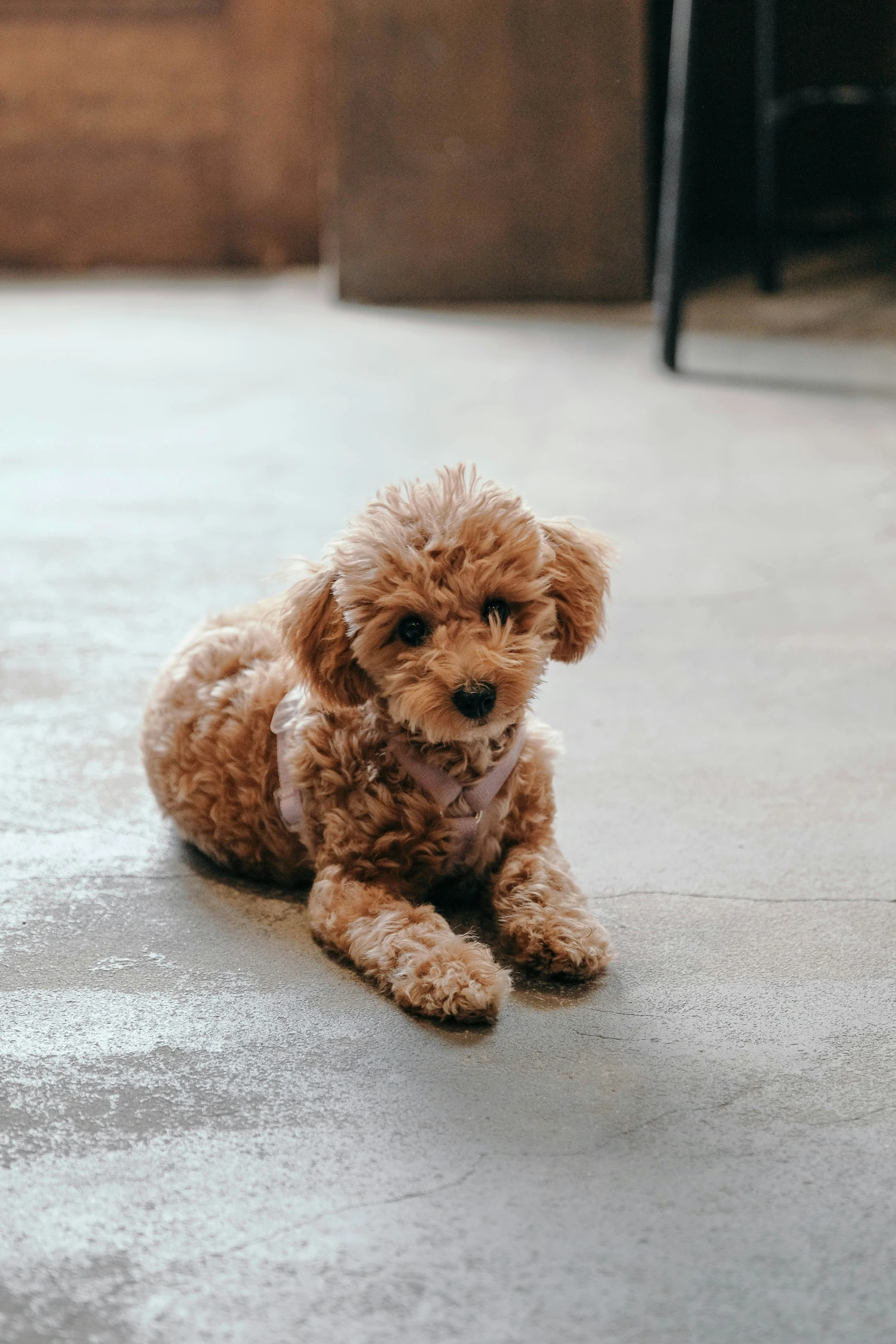 a brown dog is sitting on the floor and looking at the camera