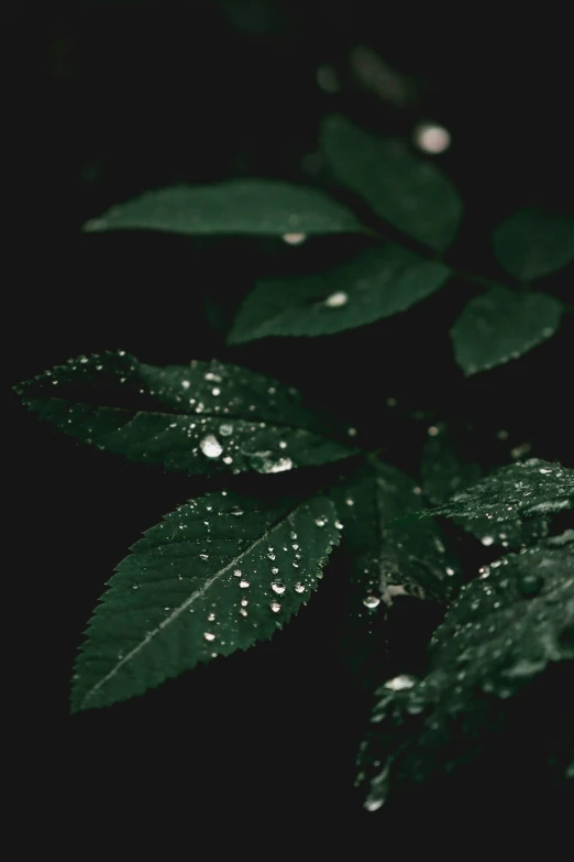 a tree with rain drops sitting on it's leaves