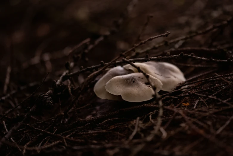 a mushroom is growing on the tree limbs