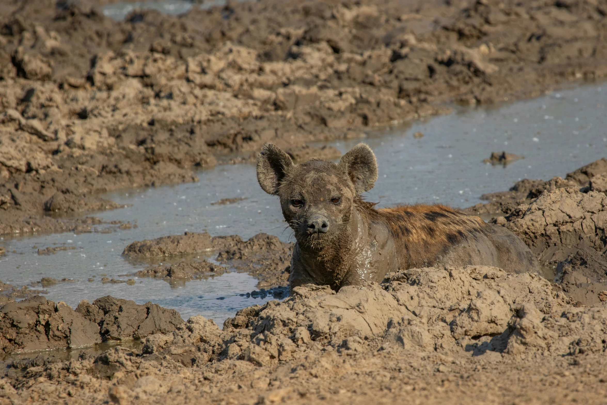 a young hyena lying in the mud in the wild