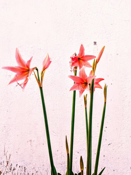 a close up view of the flowers that are growing out of a pot