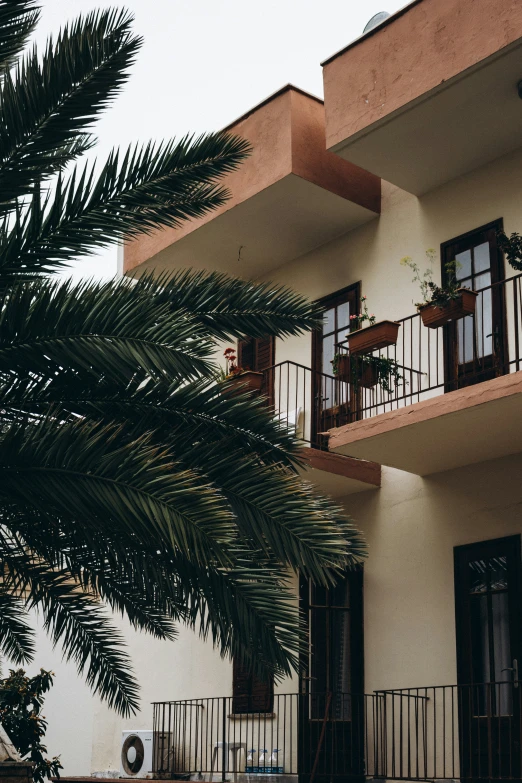 a building with plants and potted palm trees outside