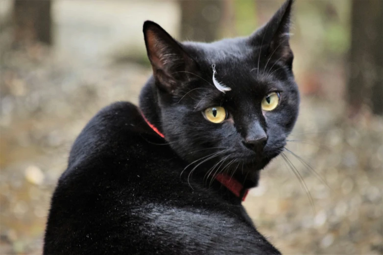 a black cat with yellow eyes stares directly