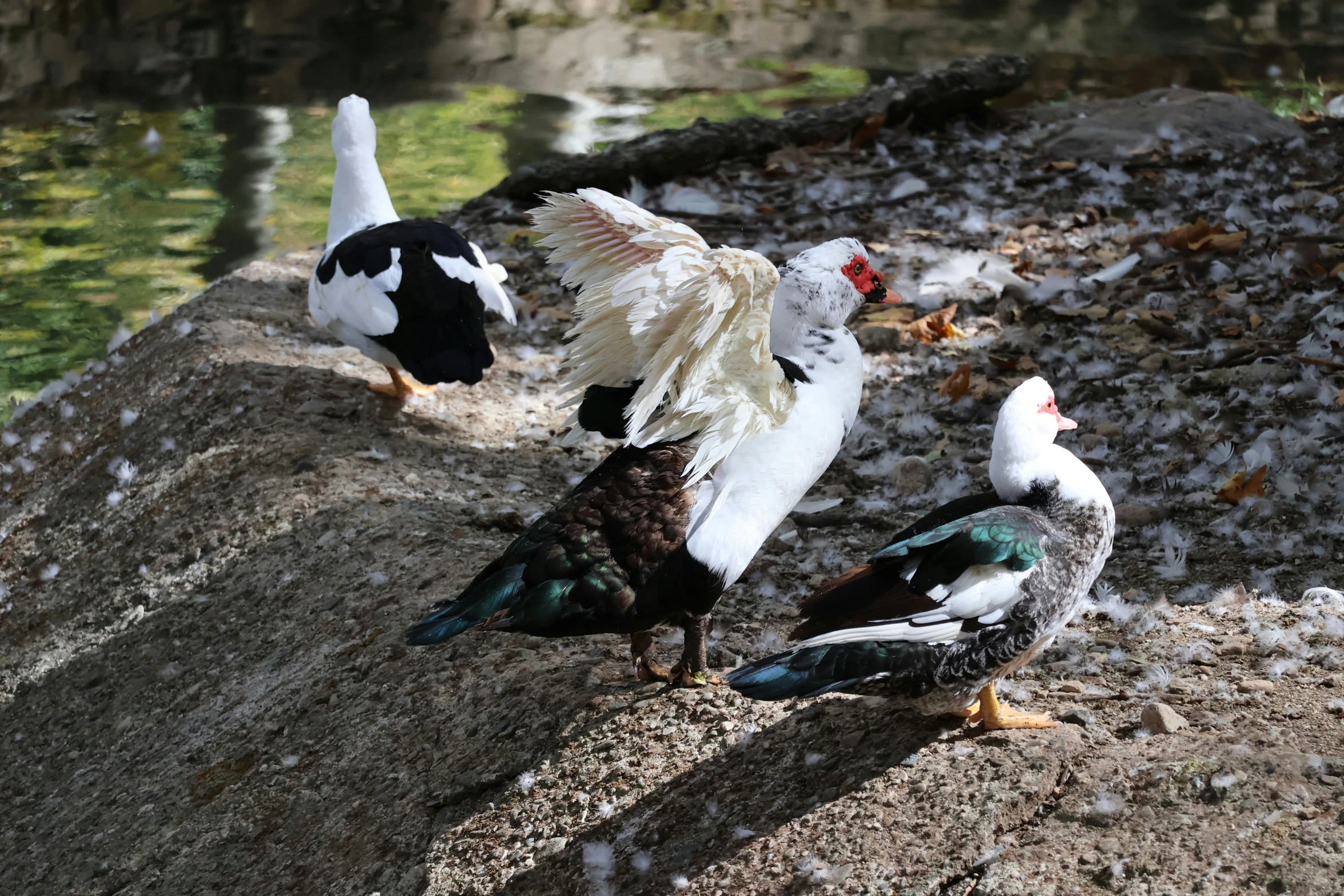 three birds with outstretched wings on a rock