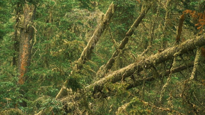 an animal walking through a lush green forest