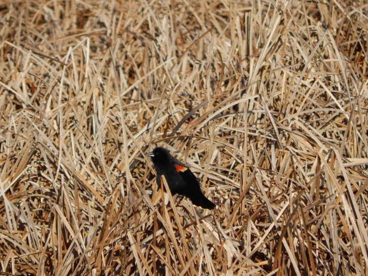 a small black bird is in a cornfield