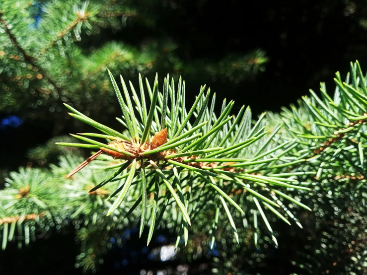 closeup of green leaves on a pine tree