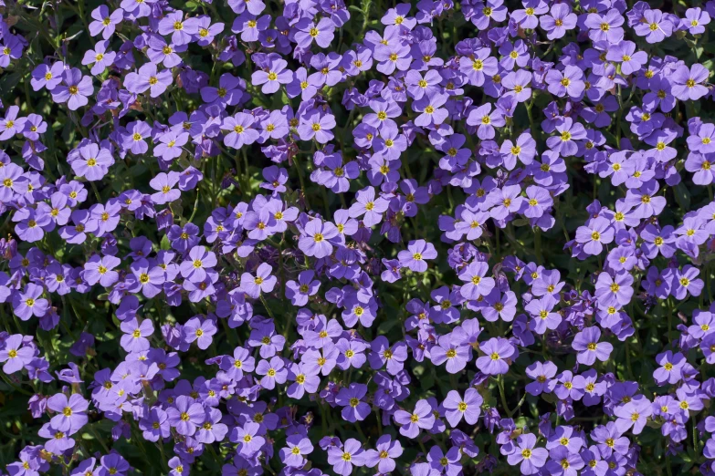 the field of purple flowers is blooming all around