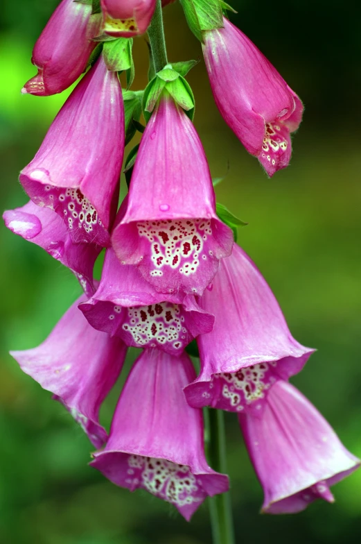 purple flowers blooming with water drops and green leaves