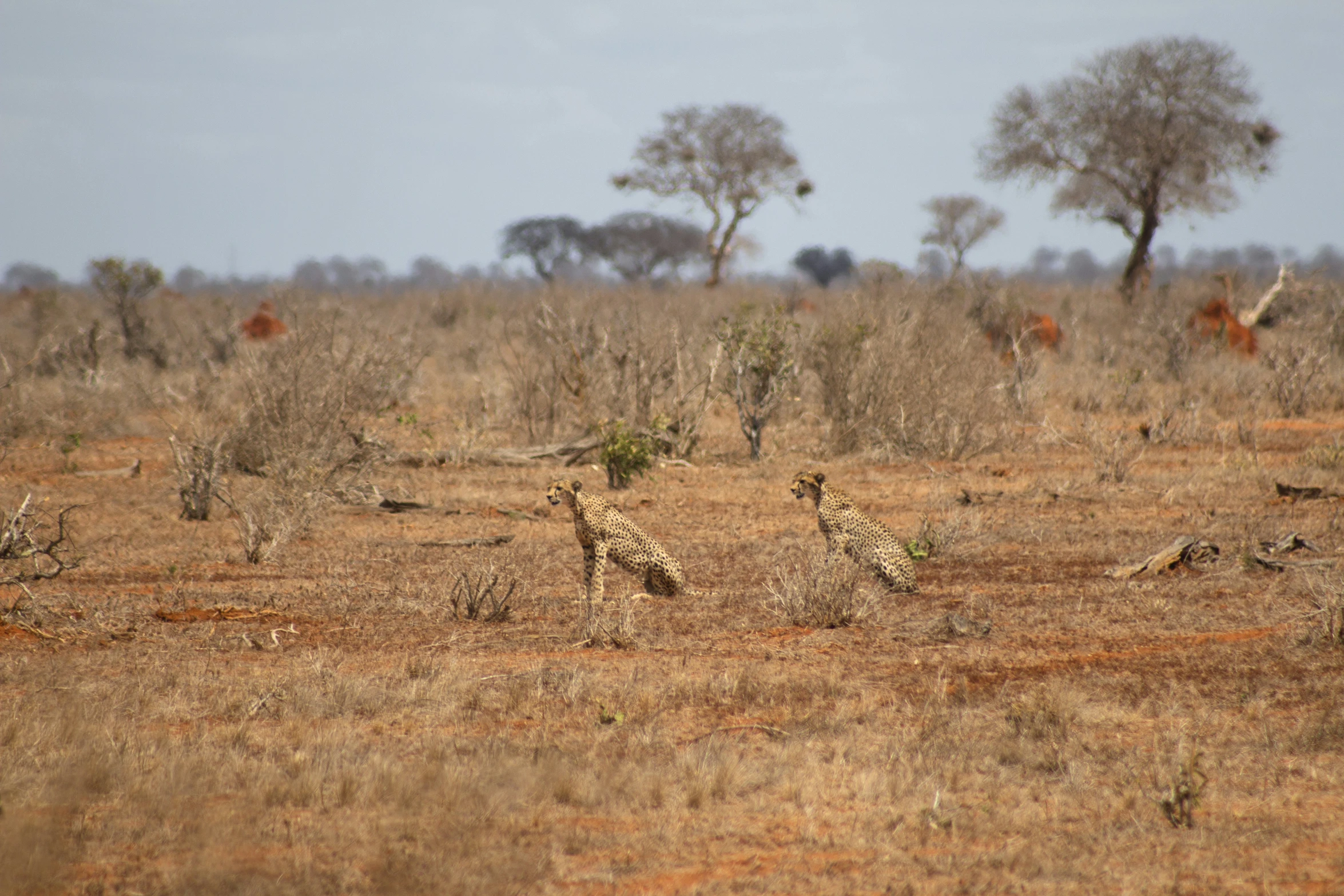 four giraffe standing in the middle of the plains