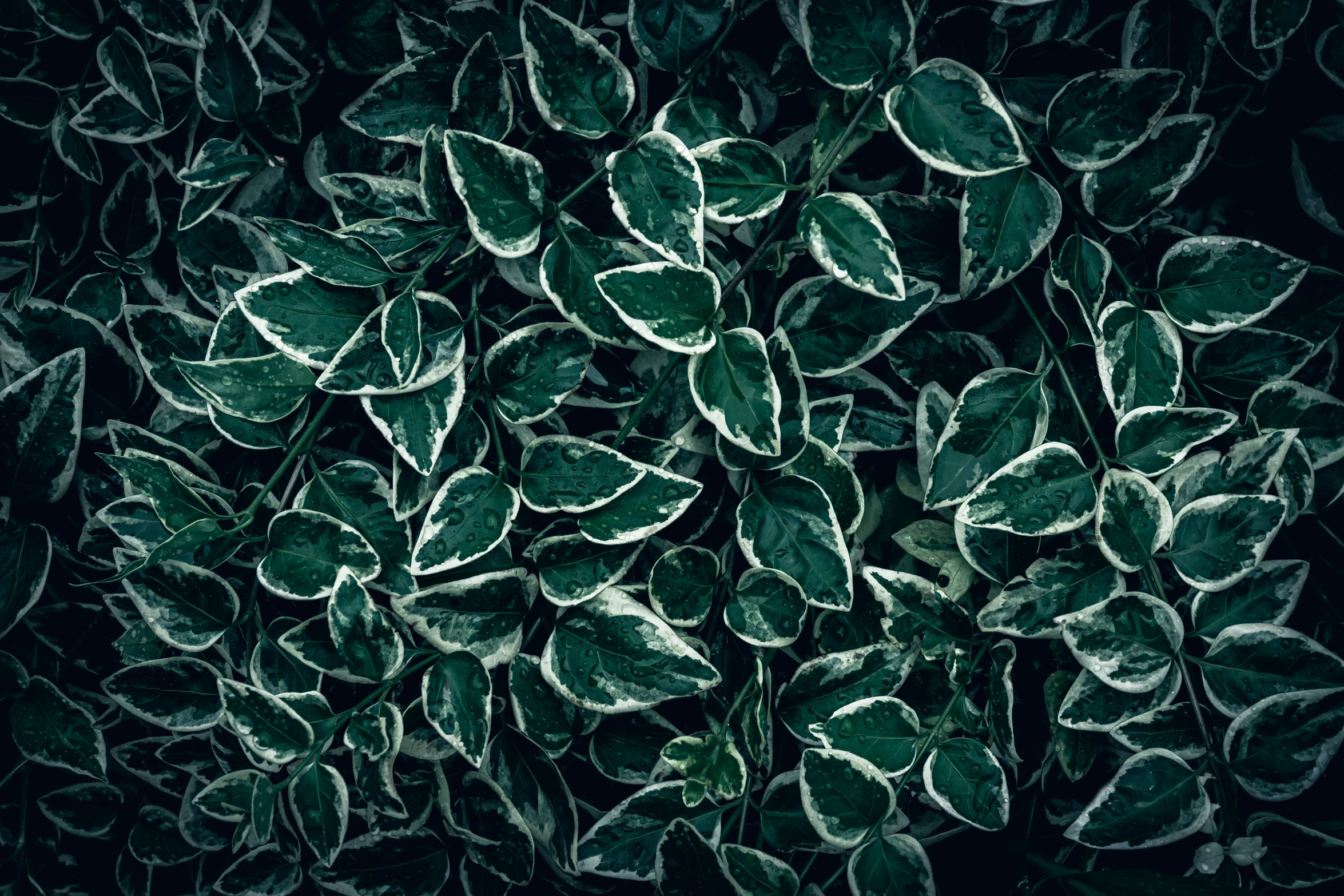 green leaves are arranged in an abstract manner