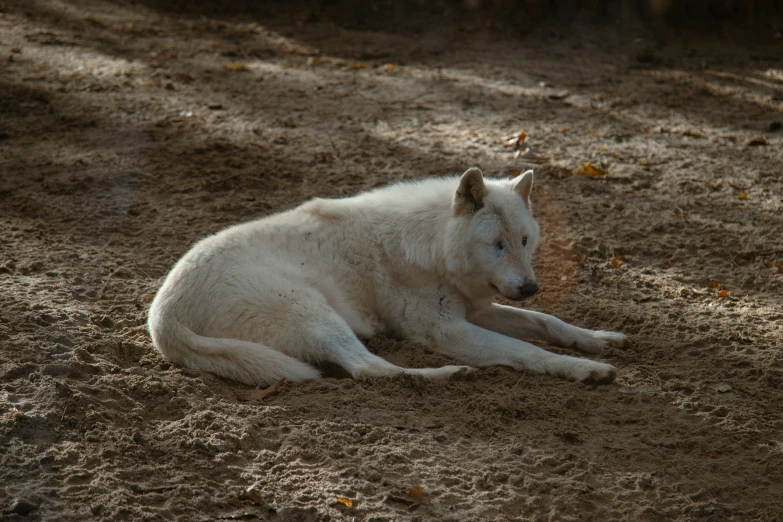 a white wolf resting in a mud filled forest