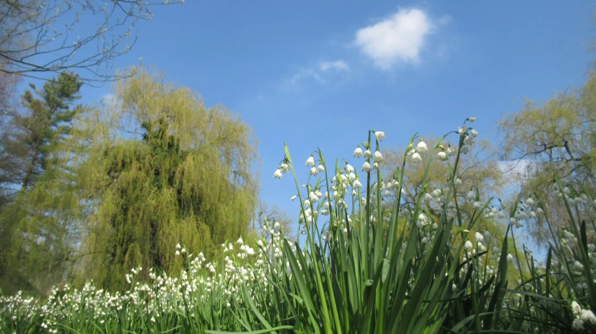 some white flowers and a blue sky with clouds