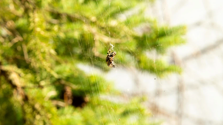 there is a spider hanging out in the web