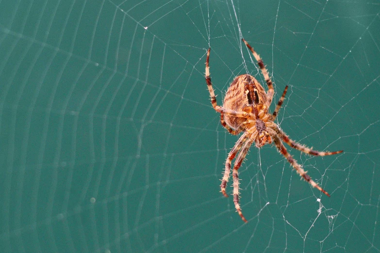 a spider with the back ends exposed sits in its web