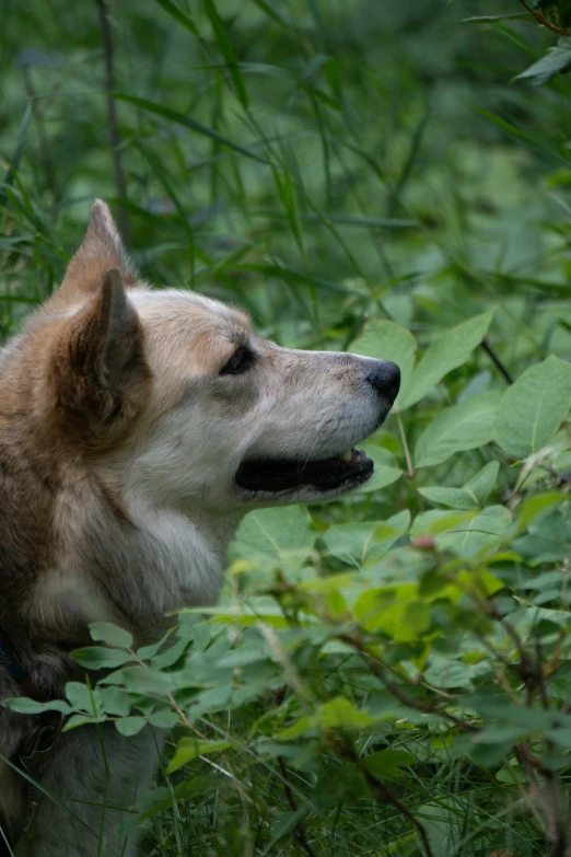 a dog in the tall grass near some bushes