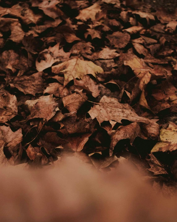 brown leaves lay in the ground with the base