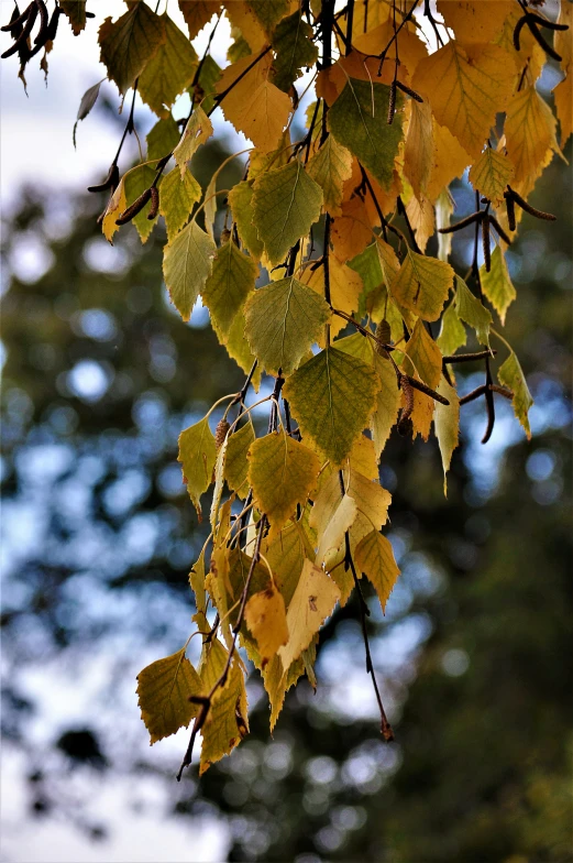 a close - up of yellow and green leaves of a tree