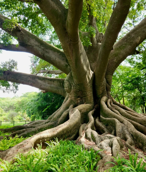 the twisted roots of a tree in the grass