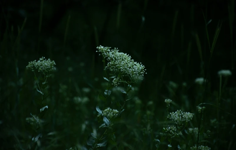 a bunch of flowers in the middle of a dark forest