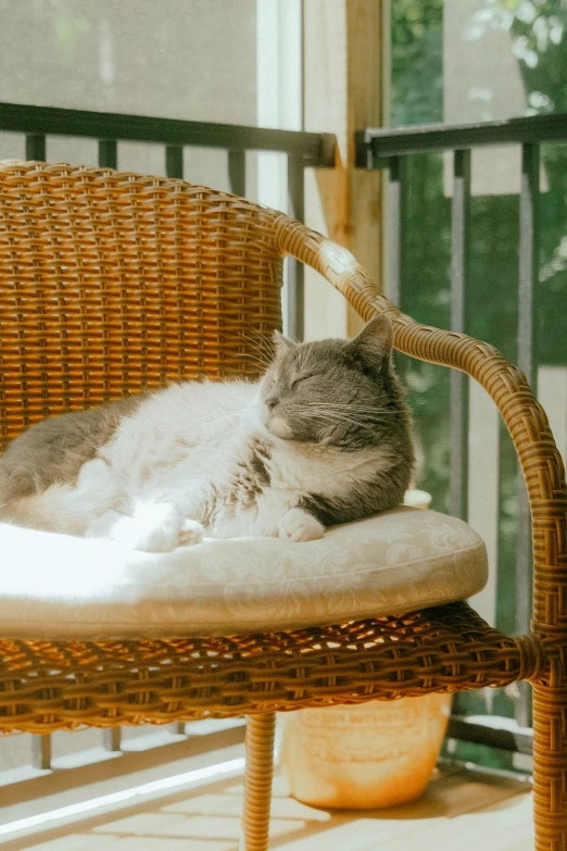 a cat curled up sleeps on a chair