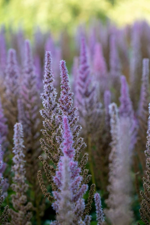 purple flowers are growing in the field together