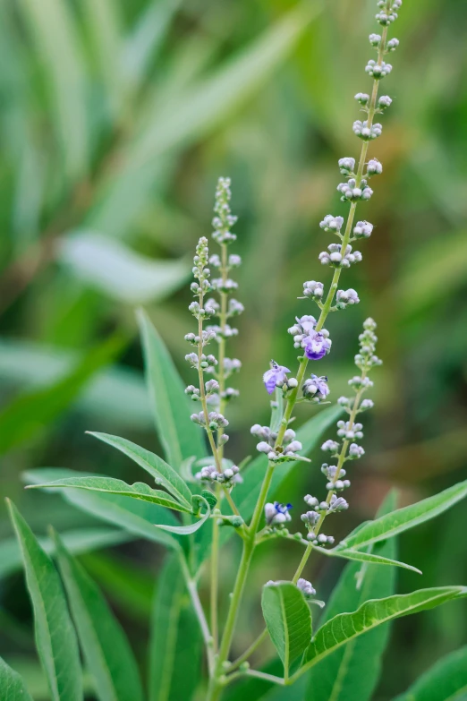 a close up image of some lavender flowers