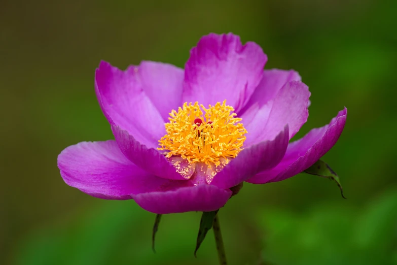 a purple flower is in full bloom with bright yellow stamen