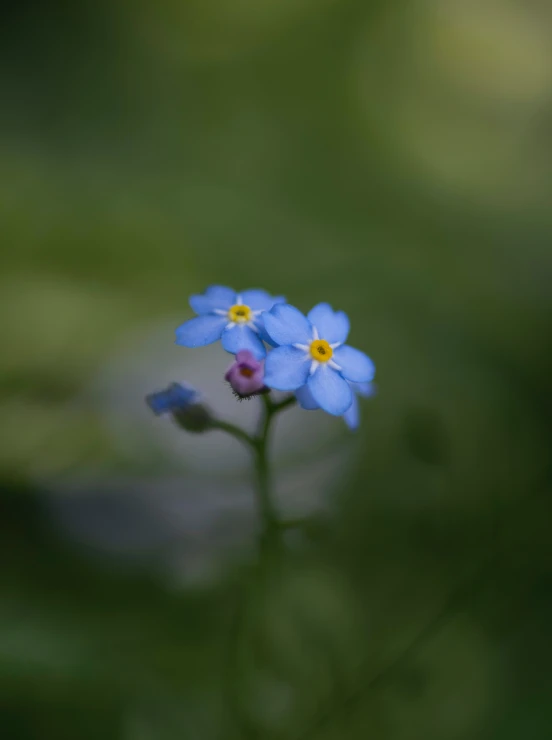 blue flowers sit alone in a green field