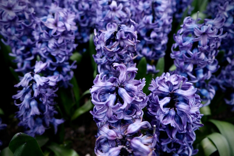 purple flowers with green leaves surrounding them