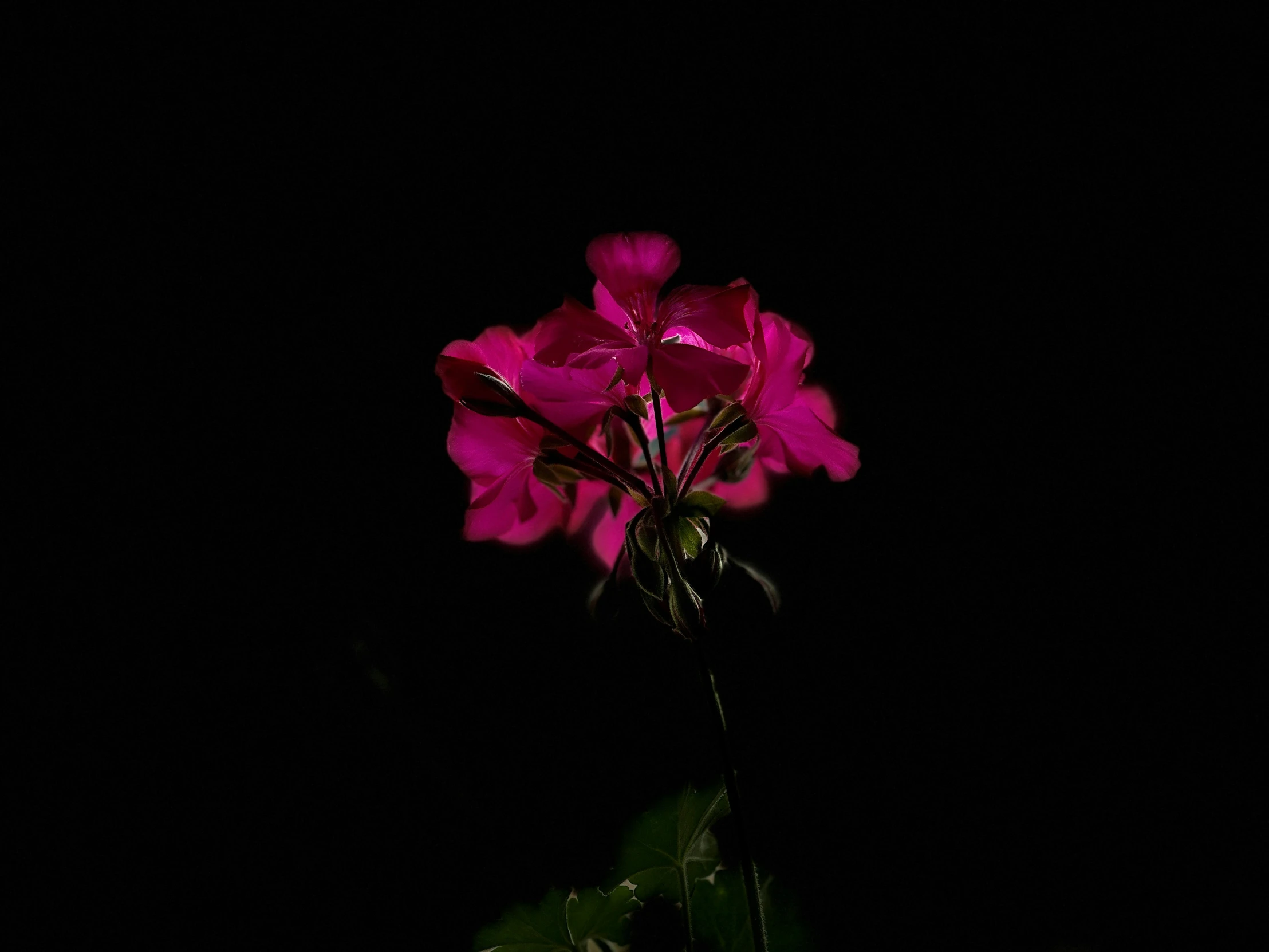 pink flowers against a black background in the dark