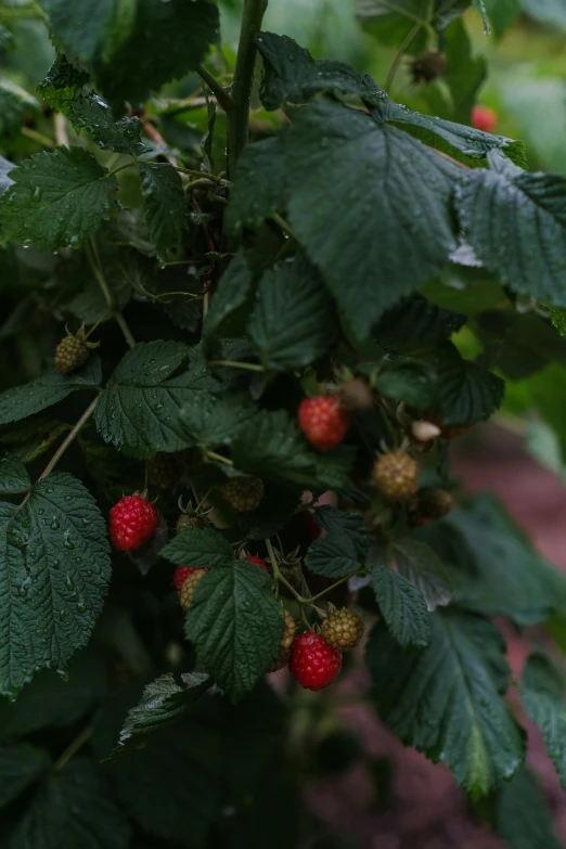 small green leaves that have red berries growing on it